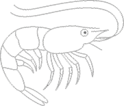 Aquaculture fish graphic design