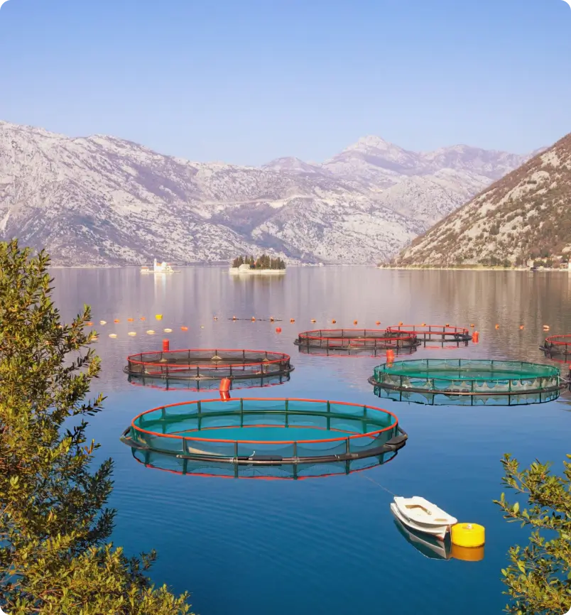 Biozing Shrimp Aquaculture Pond